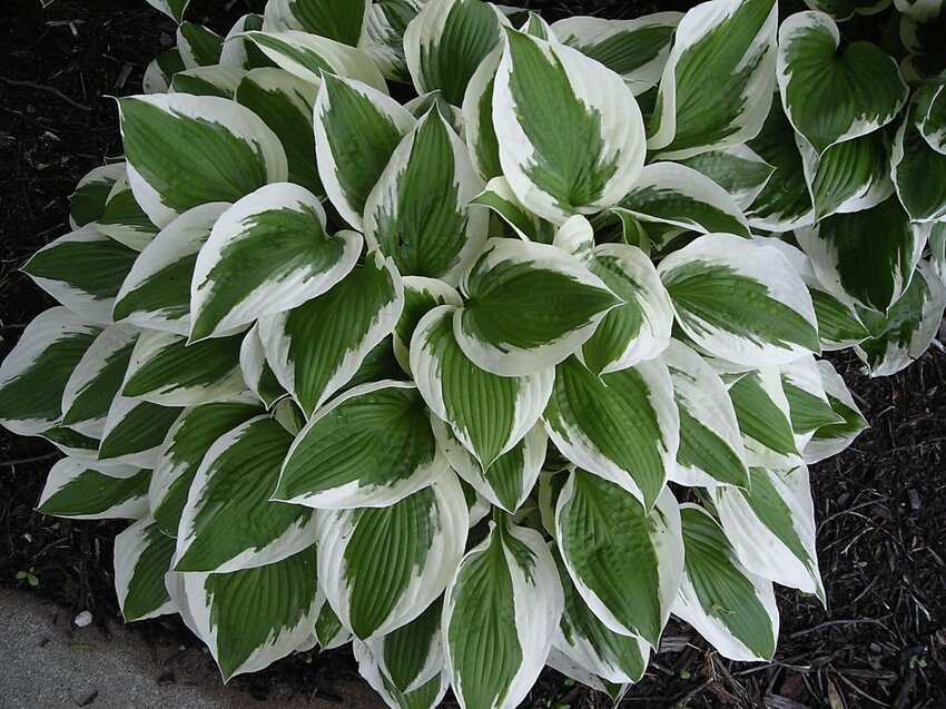 Hostas, the stars of shady landscapes, earned the National Garden Bureau&rsquo;s nod as Perennial of the Year for 2024.   Photo by David Trinklein | MU Extension