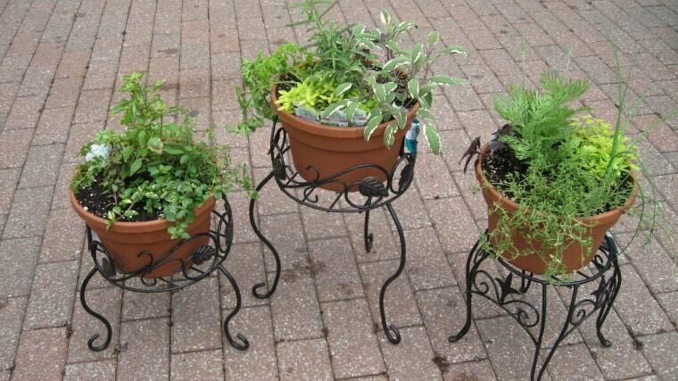By putting several pots of herbs together, gardeners can take advantage of their aesthetic value as well as put them to use in the kitchen.


Photo courtesy of MU Extension