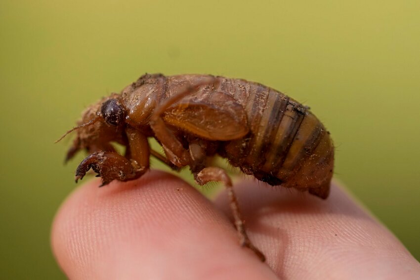 A periodical cicada nymph is held in Macon, Georgia on Wednesday, March 27. This periodical cicada nymph was found while digging holes for rosebushes. Trillions of cicadas are about to emerge in numbers not seen in decades and possibly centuries.   Photo by Carolyn Kaster | AP Photo