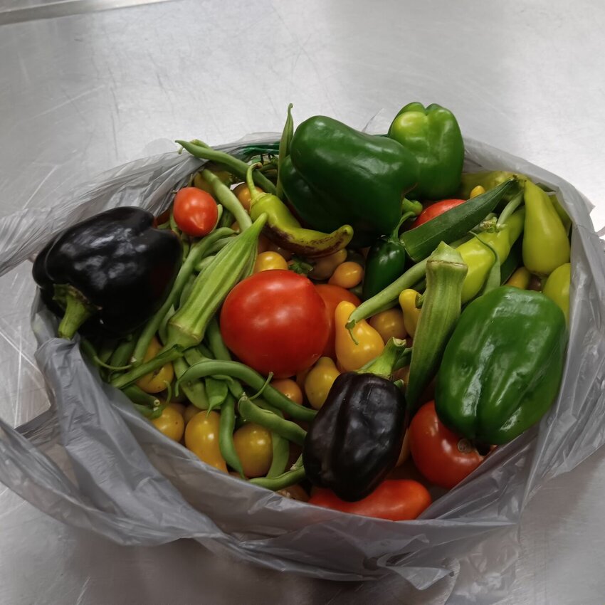 A variety of little yellow pear tomatoes, almost red larger ones, green beans, okra, a variety of peppers and cuttings from basil and parsley plants are among the items recently harvested from the Bethlehem Lutheran Church - Warrensburg's community garden. 