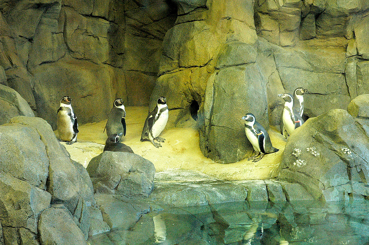 Kansas City penguin to visit the Topeka Zoo | Star-Journal