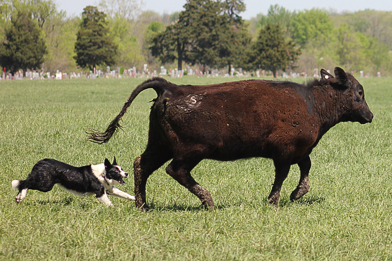 Border Collie - Franklin's Toys