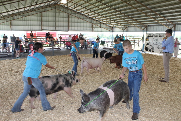 4-H and FFA members fill the show ring, showing off their swine animals and their showman skills.