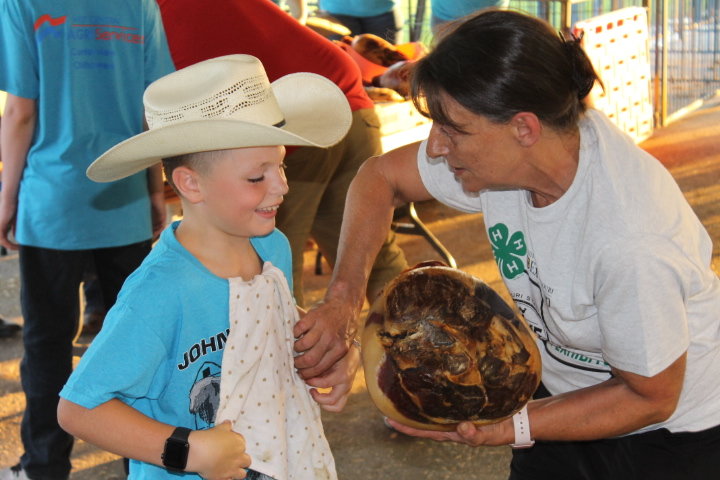 Volunteer Kim Feldman helps Harry Hoppenthaler of the Royal Clovers 4-H Club get ready to show off his cured ham for auction.