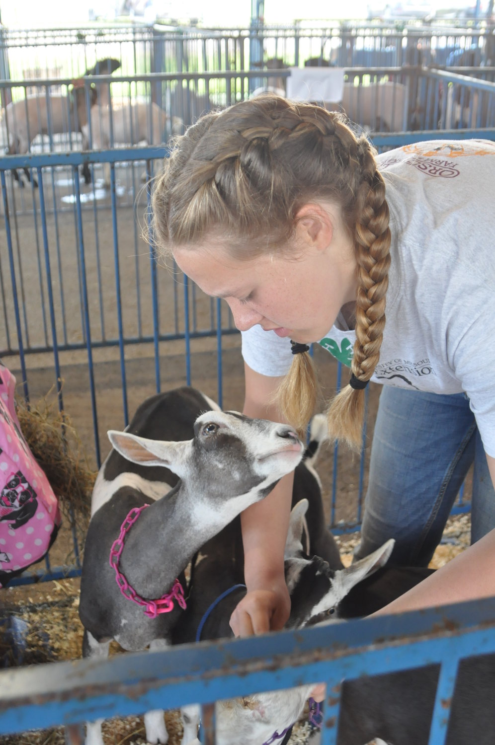 Marlys Kanneman of the Good Neighbors 4-H Club gets her goats ready for the Goat Show.