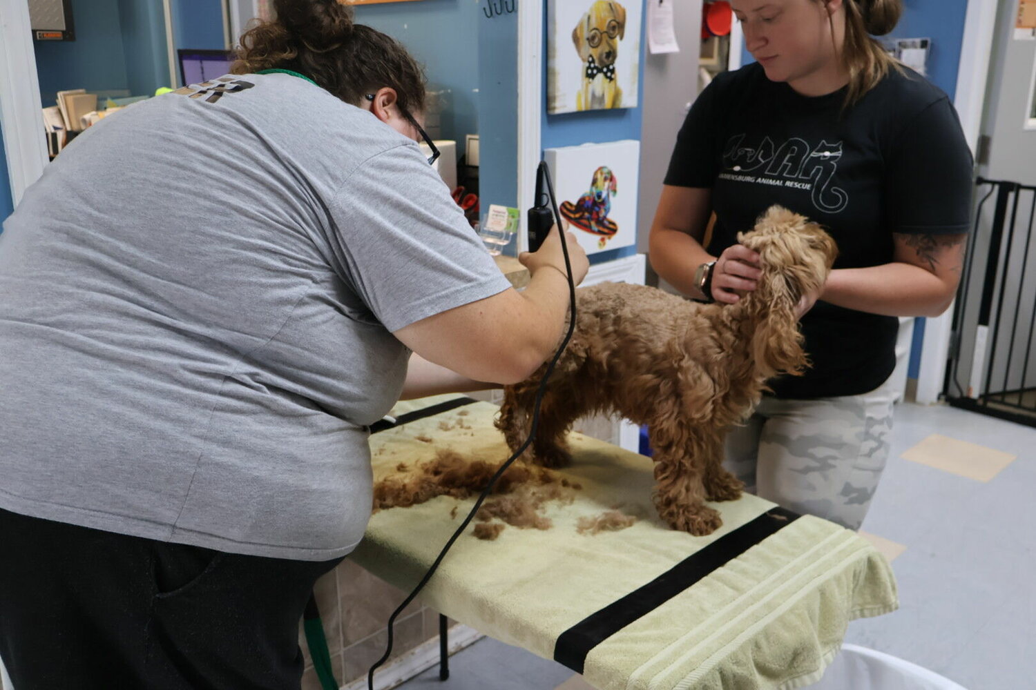 إعادة تسمية العلامة التجارية Old Drum Animal Shelterإعادة تسمية العلامة التجارية Old Drum Animal Shelter  