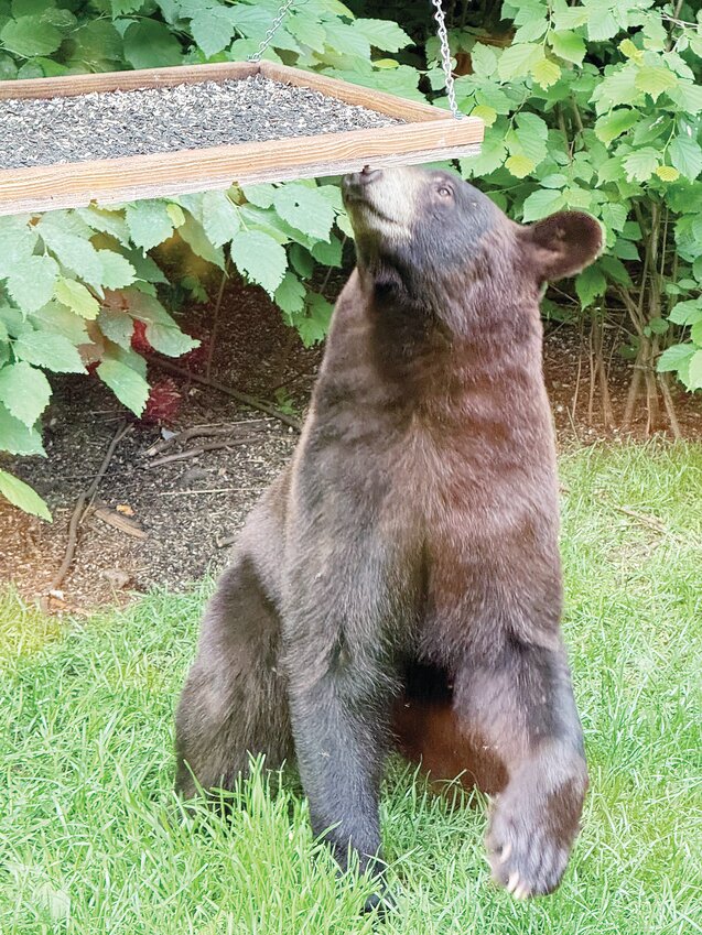 Man cited for shooting at bear that ‘looked at him’