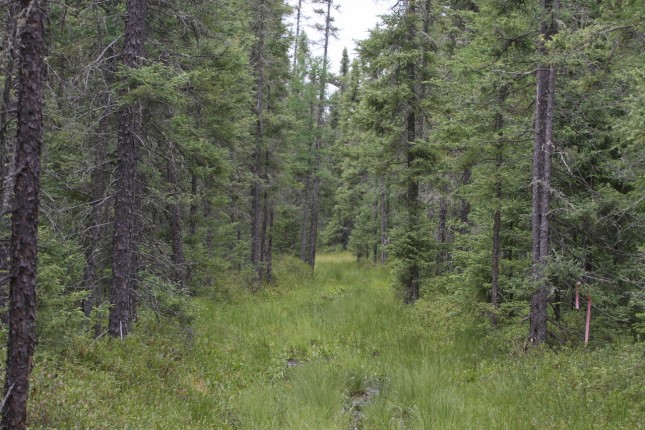 spruce-grouse-pics-from-the-swamp-the-timberjay