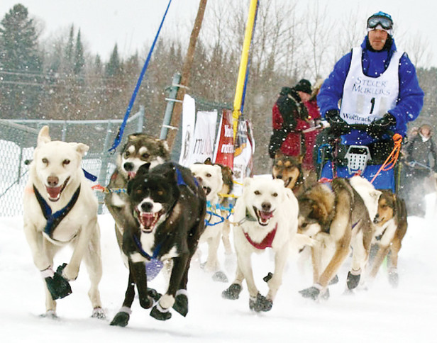 Few people will get to see the sight of sled dog racers in the upcoming WolfTrack race, as the event has reluctantly banned spectators as a result of COVID-19 restrictions.