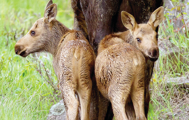 Moose calf survival hopeful - The Timberjay