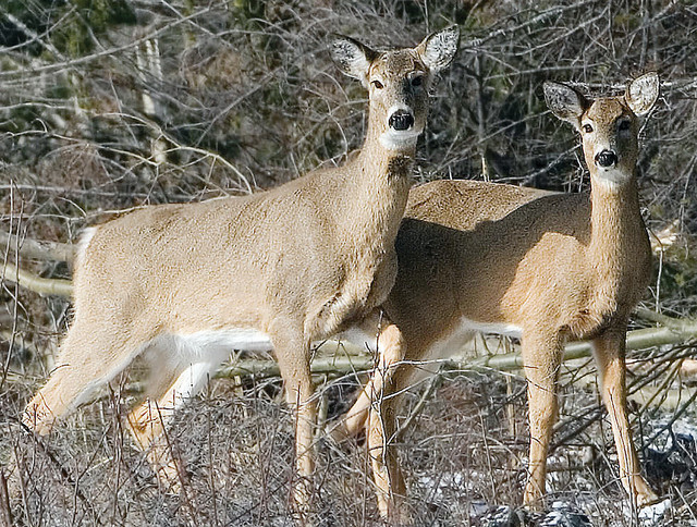 DNR to issue more ‘doe’ permits - The Timberjay