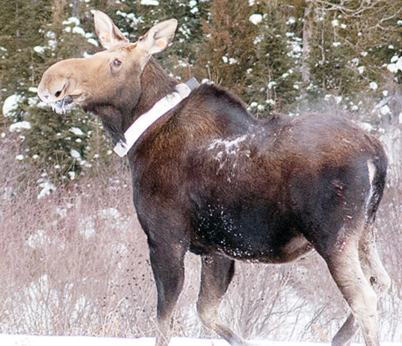 Moose calf survival hopeful - The Timberjay