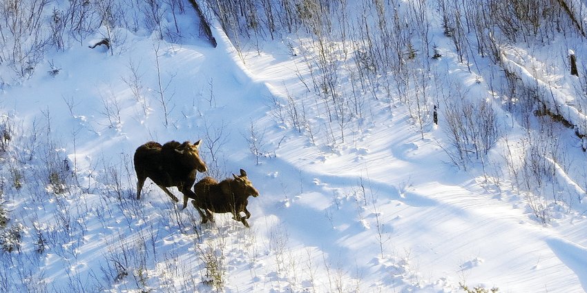A cow and calf moose in the Pagami Creek burn.
