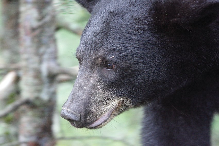 Bear hunters will be in the field starting   Tuesday.
