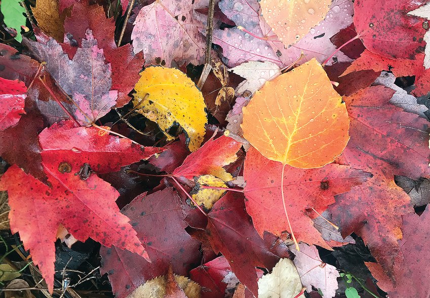 he trees may be bare, but you can still find the remnants of a spectacular fall color season by looking down at your feet. The forest floor will be colorful for a little while yet before even these leaves turn drab and gray. Then it will be up to winter to brighten the North Country once again.