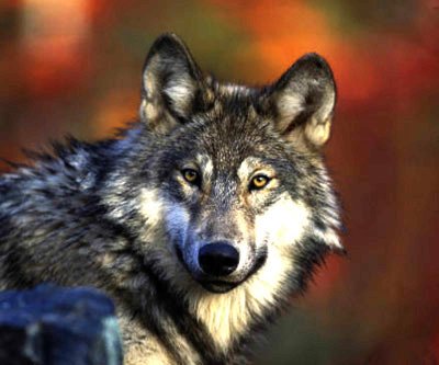 The gray wolf is now off the federal threatened species list once again, handing management of the species back to the state of Minnesota.