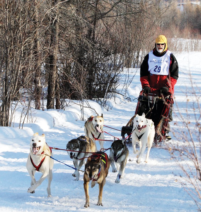 The annual WolfTrack Classic dog sled race will take place on Feb. 21 with COVID restrictions in place for entrants and spectators.