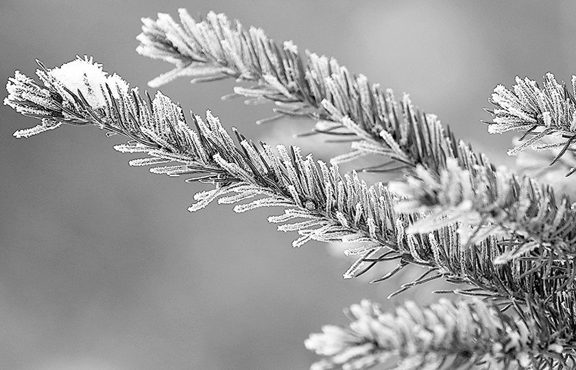 Hoarfrost brightens  spruce branches.