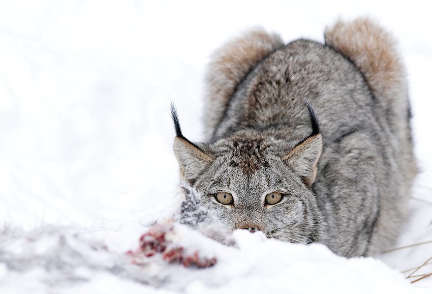 A lynx eyes   photographer Becky Smith, who says she was scared as she maneuvered around the lynx to capture images from different angles.