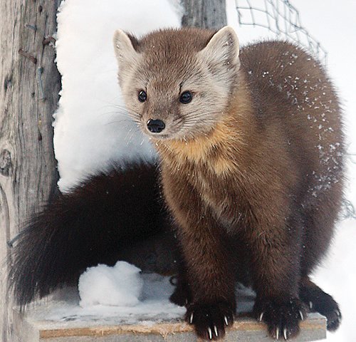 Pine marten   numbers appear to have stabilized, but there&rsquo;s   little sign of recovery   for fisher, a larger   member of the Mustelid family.