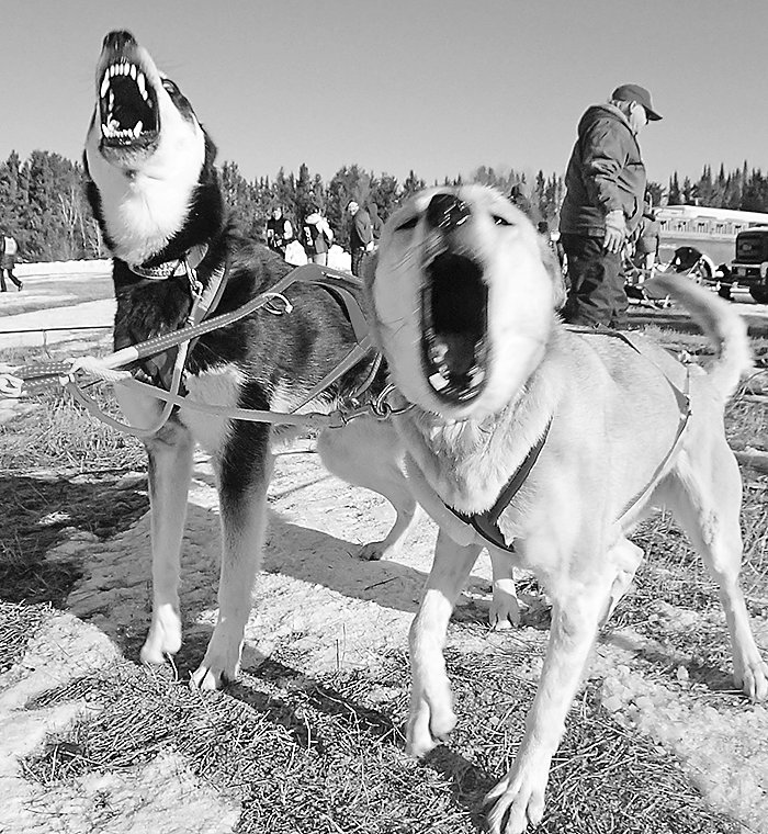 Sled dogs express their impatience as they get ready to compete in the 2020 WolfTrack Classic.