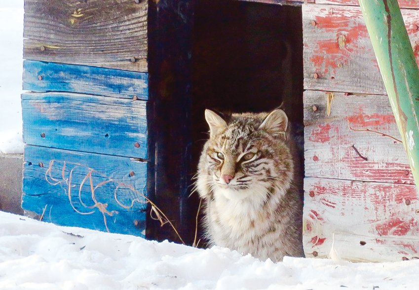 During the recent cold spell earlier this month, an enterprising bobcat decided to make use of a vacant doghouse at the home of Randy and Julie Grahn, near Cook.  It appears he was, perhaps hoping for a bowl of milk, as well?