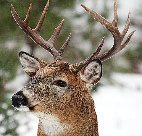 Legislative efforts to control chronic wasting disease  in wild deer populations by heavily regulating white tail deer farmers has the state of Minnesota facing a federal lawsuit.