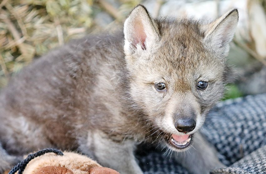 New wolf pup makes its debut - The Timberjay