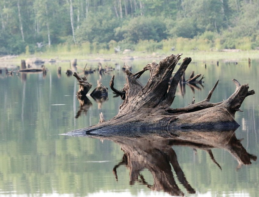 A ghost forest on the Pike River Flowage emerges from the depths as a result of low water levels.