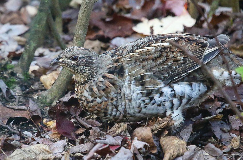 A ruffed grouse blends in nearly perfectly with freshly fallen leaves.