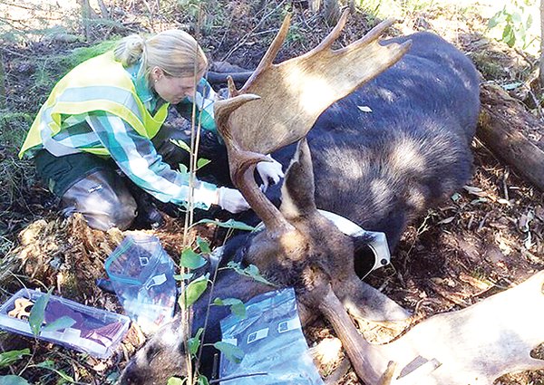 A DNR biologist examines a collared moose that likely   died of brain worm infection.