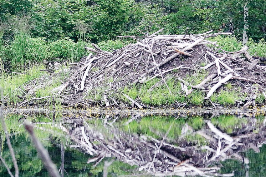 A large beaver lodge along the edge of the Lost Lake Swamp.