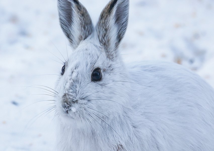 A snowshoe hare.