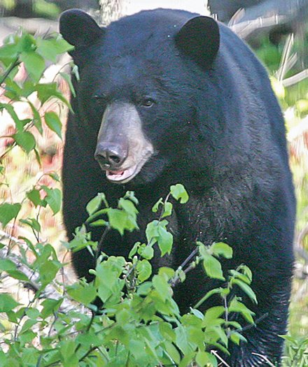 Hunters seeking bear permits for 2022 will need to apply by May 6.