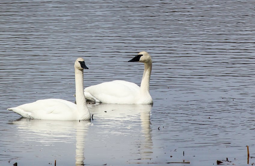 A pair of trumpeter swans.