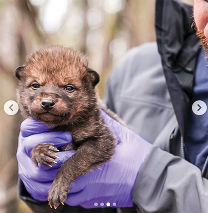A researcher with the Voyageurs Wolf Project holds one of two wolf pups tagged from one of the packs they&rsquo;re studying near   Voyageurs   National Park.