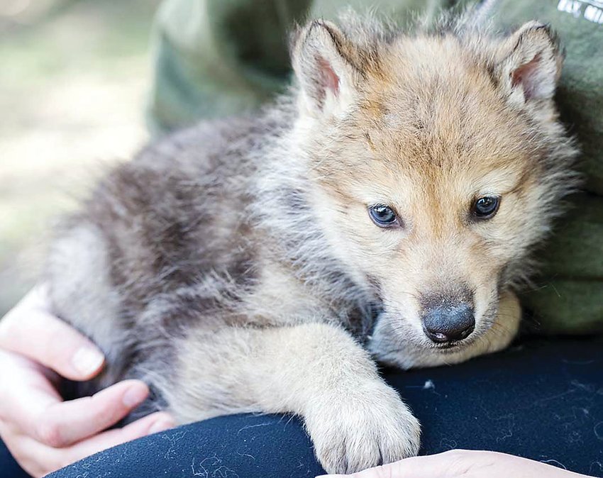 The two new pups that arrived   recently at the International Wolf Center are enjoying the attention. Neither has a name yet&mdash; those will be   decided as part of a naming contest set to get underway next month.
