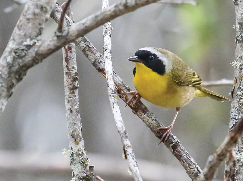 A male common yellowthroat in the heavy cover of a willow thicket.