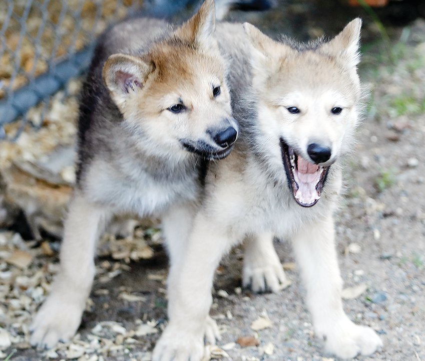 Newly- named wolf pups   Blackstone and Caz were playful during a recent   public   showing of the new   members   of the wolf center&rsquo;s   ambassador pack.