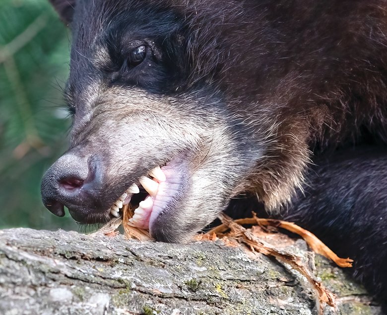 A black bear playfully chews on bark from a tree at the Vince Shute Sanctuary. While the sanctuary staff wrestle with HR issues, it&rsquo;s business as usual for the bears.