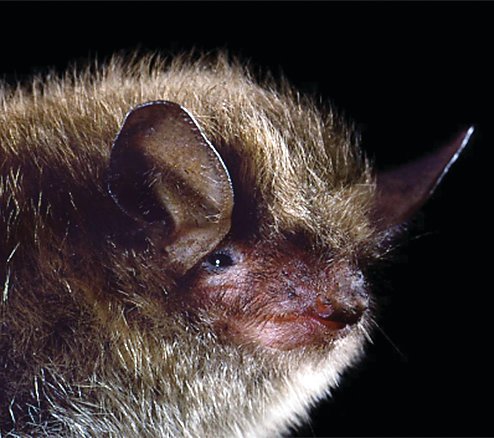 The little brown bat and the animals that follow in this picture set is susceptible to being negatively impacted by noise and light created by humans.