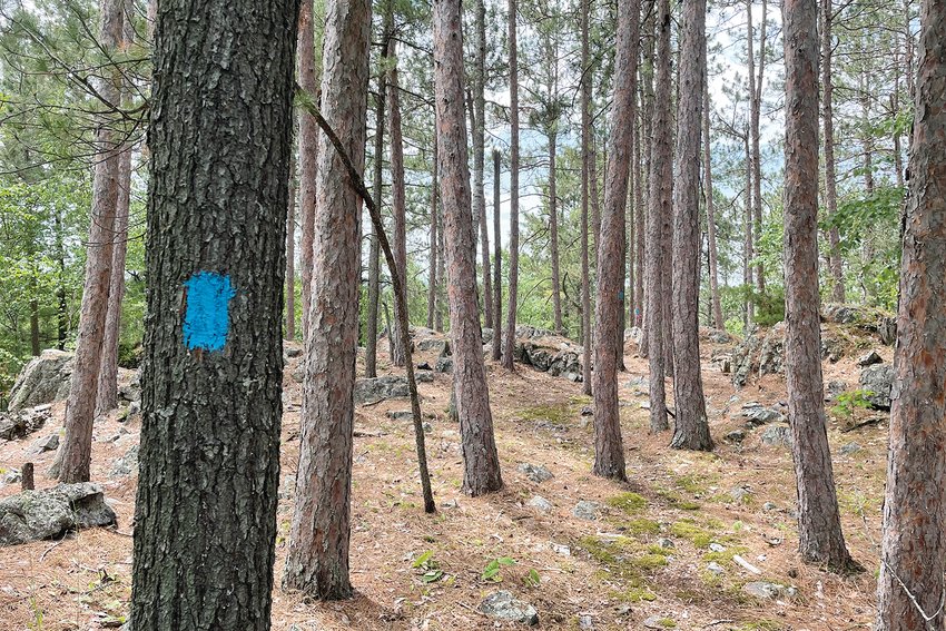 Scattered red pine, rock formations, and views of Lake Vermilion are among the highlights of the new Pine Ridges Trail, which is now marked on the hill on the city&rsquo;s north side.