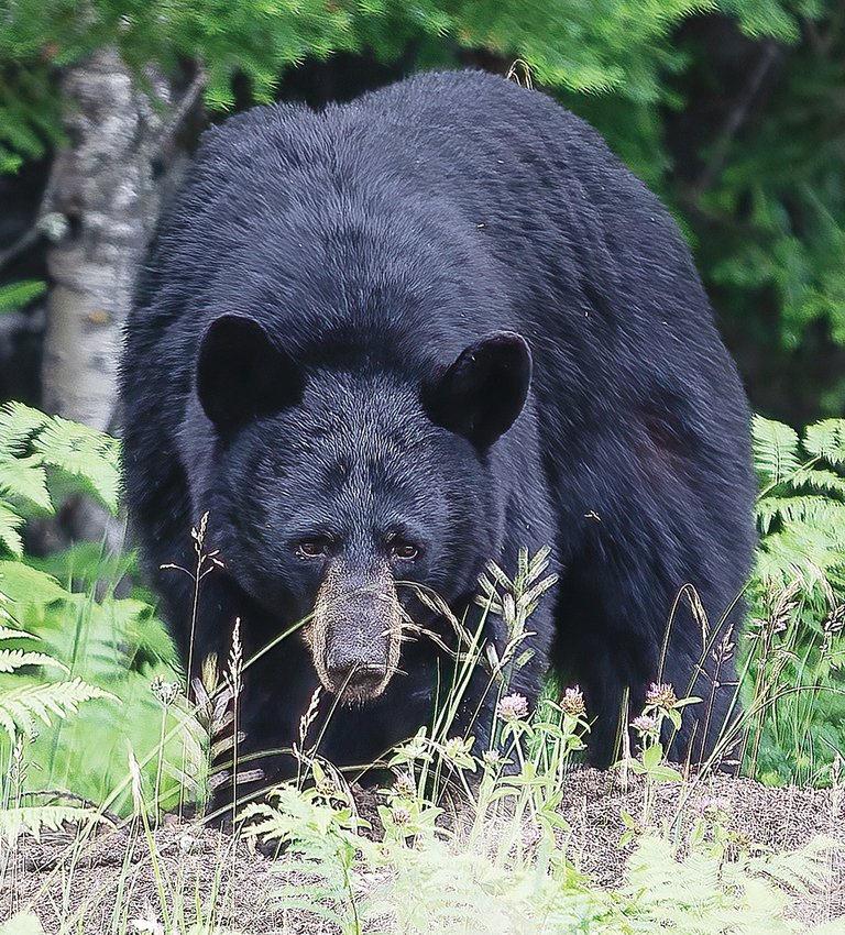 A black bear was recently spotted foraging for berries and other treats in a ditch a little over a mile from the Vince Shute Wildlife Sanctuary.