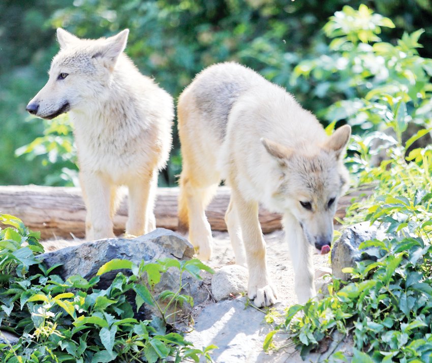 The Wolf Center&rsquo;s newest residents, Caz and Blackstone, were allowed to joined the rest of the Exhibit Pack late last week and were getting acquainted with Rieka, Axel and Grayson over the week.
