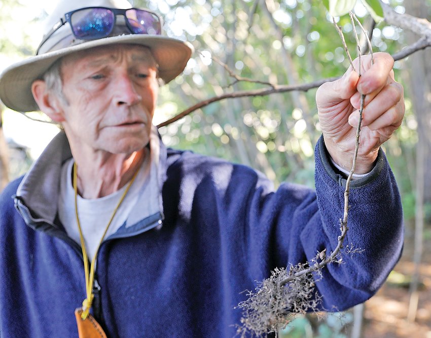 Mark Haarman with a buckthorn sprout he dug out, roots and all.