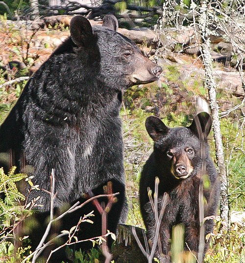 A mother bear and her cub rest in the morning sun. This year&rsquo;s abundant berry crop should limit the take of female bears.