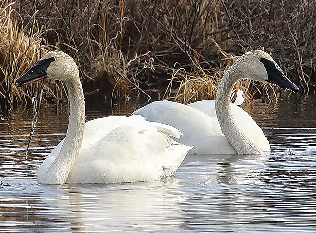 Trumpeter swans have become a common sight in Minnesota thanks to a very successful   reintroduction program beginning in the 1980s.