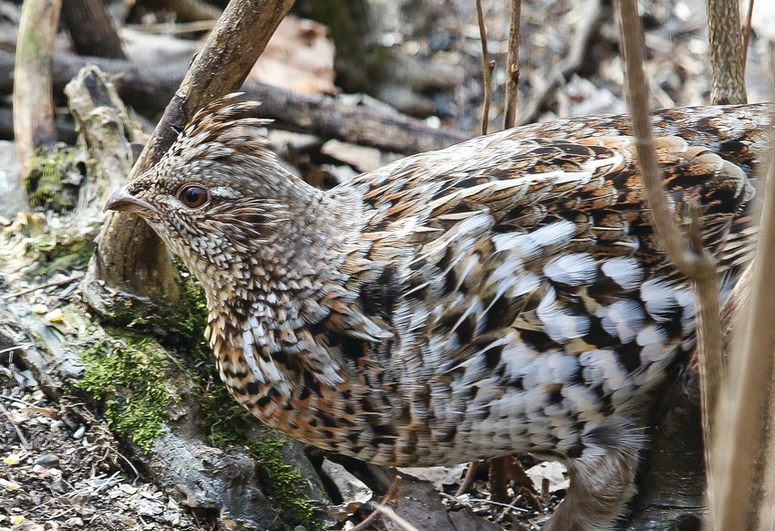 Grouse numbers should be above expectations as high spring drumming counts combined with what appears to have been good breeding success in the northeast, should yield plenty of action for grouse hunters. The season gets