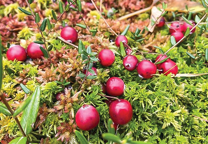 Tasty cranberries can be found in abundance in the right locations in area bogs.   Areas with sphagnum moss hummocks and at least some sun are the best locations.