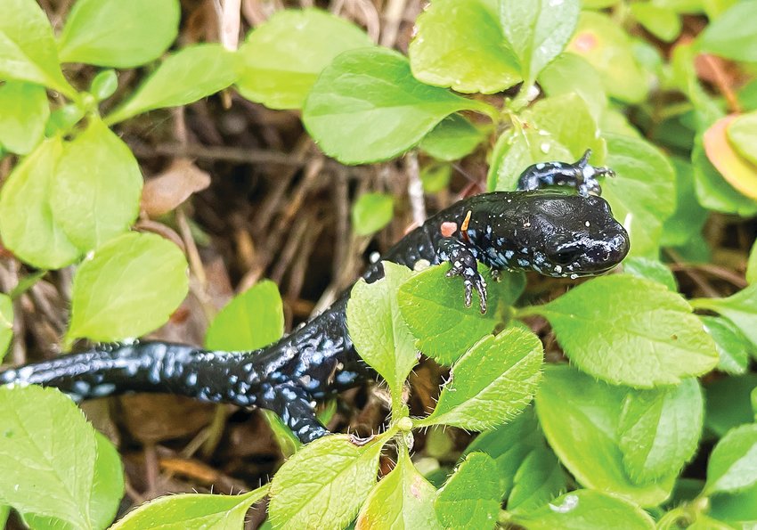 A blue-spotted salamander made its way recently across the forest floor.